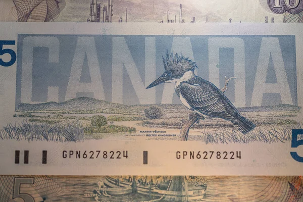 Toronto Canada October 2021 Bird Canadian Dollar Banknotes Beautiful Cad — Stock Photo, Image