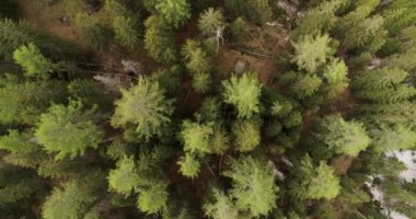 Alplerdeki Evergreen Ağaç Ormanı 'nın aşağı manzarası. Bahar Ormanı Havası 4K