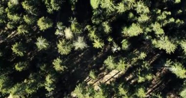 Hava ormanı, tepeden görünen ağaçlar. Ağaçların tepelerinde uçuyor