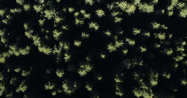 Темный Лес Виден Сверху Воздух Деревьев Вечнозеленых Лесов Альпах — стоковое видео
