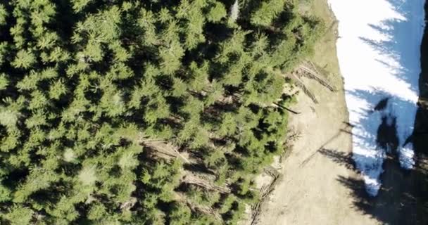 Luchtfoto Boven Bos Prachtige Natuur Bomen Van Boven Alpen — Stockvideo