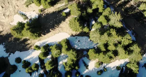 Aéreo Sobre Floresta Por Cabo Primavera Árvores Verdes Madeiras Nos — Vídeo de Stock