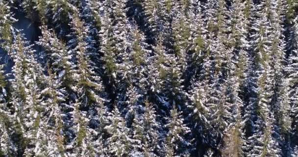 天上覆盖着积雪的森林 降雪后树木冬季鸟瞰图 — 图库视频影像