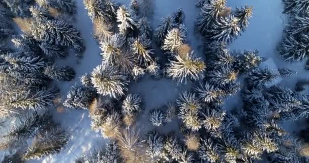 俯瞰树木 森林和森林 空中冬季风景 美丽的荒野在冬天 阳光照射下的树梢 — 图库视频影像