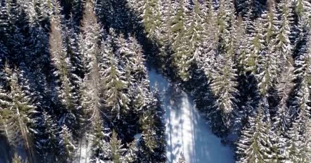 白雪覆盖的云杉森林 从空中俯瞰阿尔卑斯山森林里的树木 放松和镇定的性质 — 图库视频影像