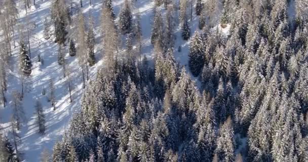 Ağaçların Tepelerine Doğru Uçan Karla Kaplı Orman Havası Karla Kaplı — Stok video