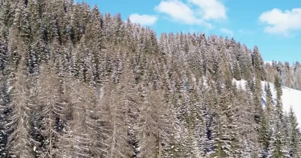 美丽的空中风景 阳光明媚的天空下覆盖着积雪的树木 — 图库视频影像