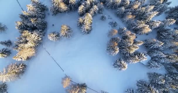劇的な森 日没時の木の空中ビュー 高山のスプルースの森の美しい冬の風景 木の上で輝く太陽 寒さとクールな自然の概念 叙事詩的エーテル観 — ストック動画