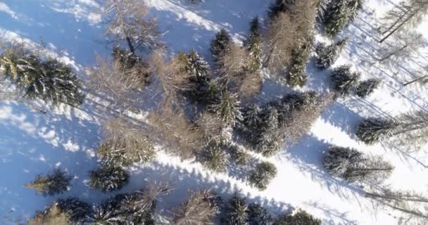 雪に覆われた森のトップダウンビュー 空中の風景 木や木々 鳥目ビューから見たトウヒの木 — ストック動画