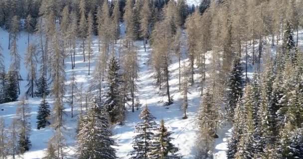 Drzewa Śnieżnym Krajobrazie Piękna Przyroda Pokryta Śniegiem Widok Lotu Ptaka — Wideo stockowe