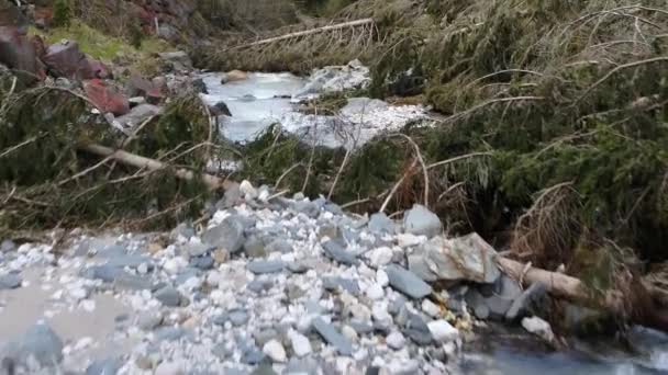 Εναέρια Του Μικρού Ποταμού Και Πεσμένα Δέντρα Χαμηλά Που Πετούν — Αρχείο Βίντεο