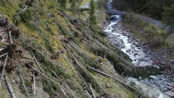 Şiddetli Fırtınadan Sonra Güney Tyrol Kökünden Sökülmüş Orman Havası Alp — Stok video