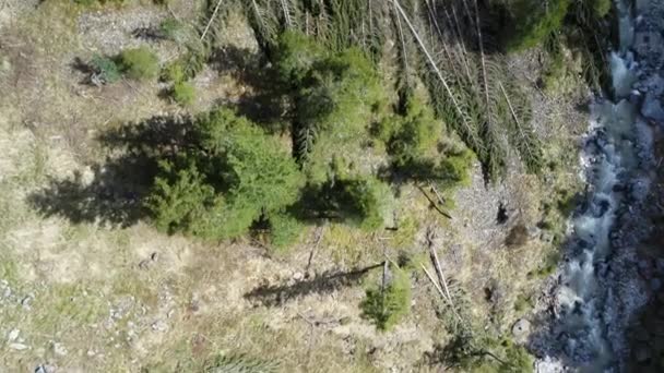 Antena Bosque Desarraigado Tirol Del Sur Después Una Fuerte Tormenta — Vídeo de stock