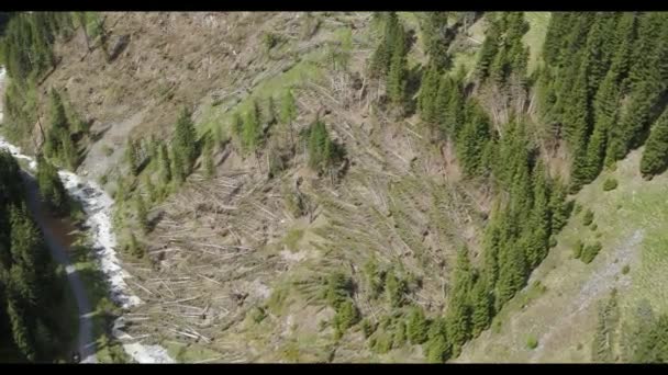 Côté Vallée Avec Des Arbres Détruits Après Forts Vents Ouragan — Video