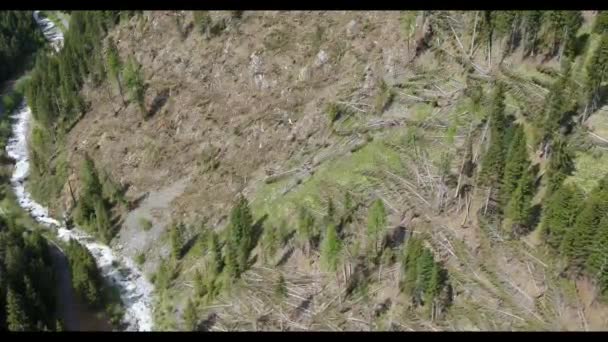 Förstörda Och Rotlösa Träd Alpin Dal Flygplan Från Miljökatastrof — Stockvideo