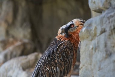 Sakallı Akbabalar kayanın kenarında. Nesli tükenmekte olan iki Sakallı Akbaba