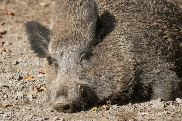 Wild Boar relaxing. Sleeping Wild Pig. Closeup of Wild Boar