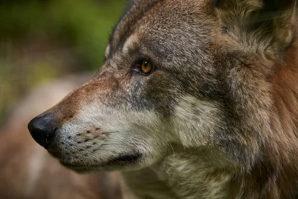 Wild Animal Grey Wolf Närbild Huvud Och Ansikte Söta Djur — Stockfoto