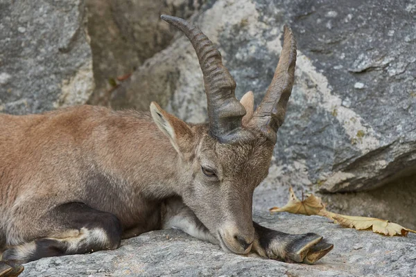 Brown Horn Ibex relaxing on rock in Zoo.