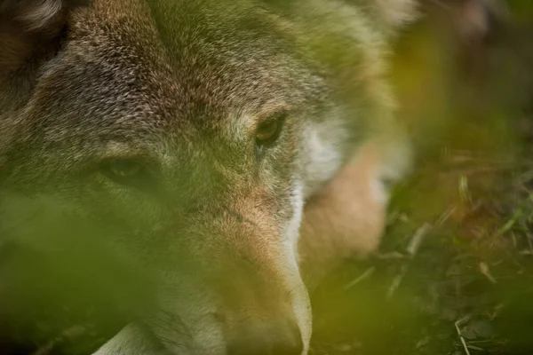 View of European Wolf hidden in Bushes. Wild Wolf in Forest