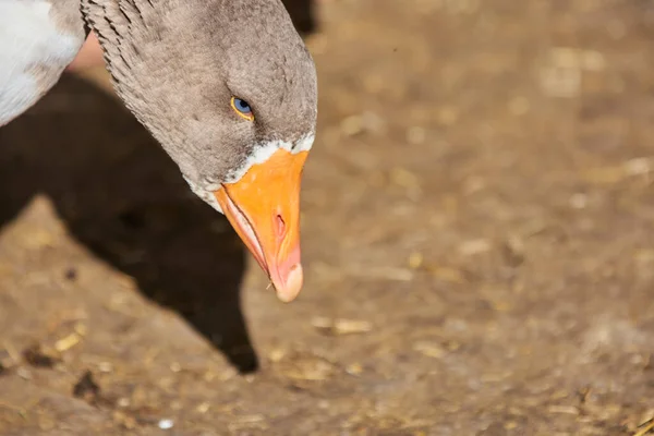 Closeup Goose Head Cute Goose Birds Animal — Stock Photo, Image