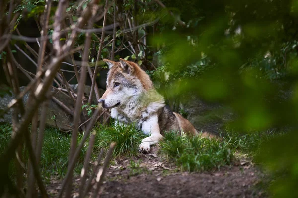 Wolf sitting on elevated rock in forest looking at surrounding area.