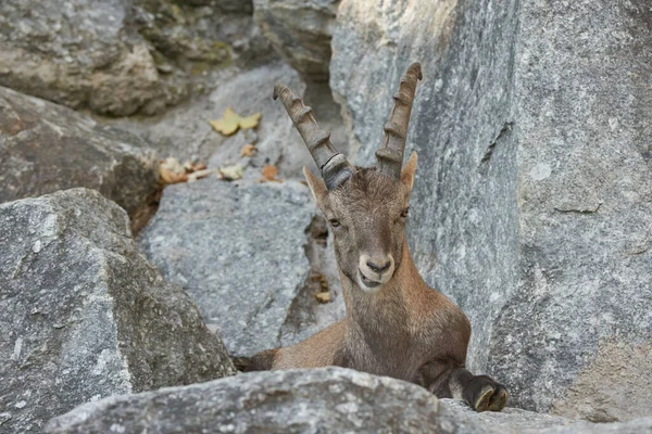 Brown Horn Ibex Sentado Borda Rocha Olhando Para Baixo Fotografia De Stock