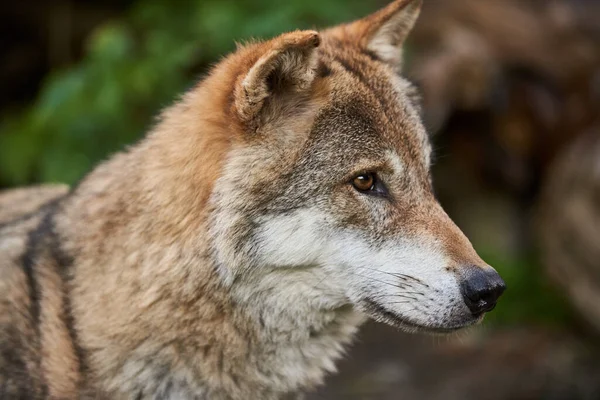 Lobo Bonito Parece Cauteloso Lobo Europeu Bonito Fotos De Bancos De Imagens