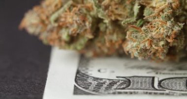 Kenevir Bud 100 dolar banknotun üstünde. Para ve Uyuşturucu kavramı