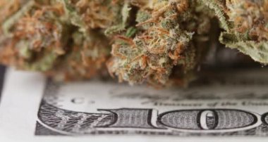 100 Amerikan dolarının üstüne ot otu tomurcuğu. Uyuşturucu konseptini satın almak için nakit
