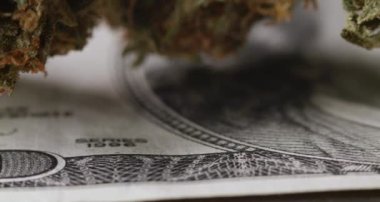 100 Amerikan dolarının üstüne ot otu tomurcuğu. Uyuşturucu konseptini satın almak için nakit