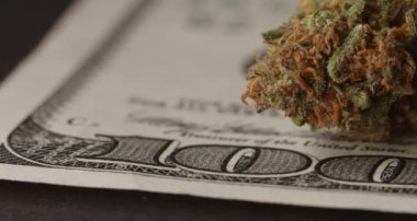 Kenevir tomurcuklu Amerikan Doları banknotu. Ot İlaçları