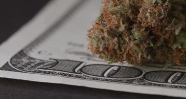 Kenevir Bud 100 dolar banknotun üstünde. Para ve Uyuşturucu kavramı