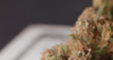 Kenevir tomurcuklu Amerikan Doları banknotu. Ot İlaçları. 100 Dolarlık banknot