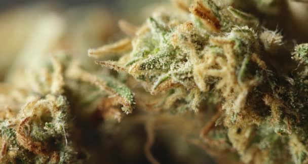 Primo Piano Del Germoglio Erba Cannabis Drugs View Fiore Canapa — Video Stock