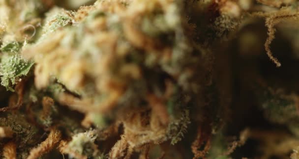 Gros Plan Bourgeon Mauvaises Herbes Cannabis Drogues Vue Fleurs Chanvre — Video