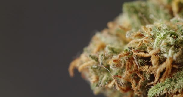 Een Close Van Hennepbloem Cannabis Drugsknop Onkruidbloem — Stockvideo
