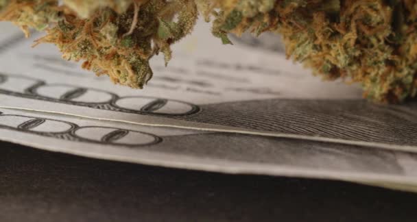 100ドル紙幣の上に大麻の芽 お金と薬の概念 — ストック動画