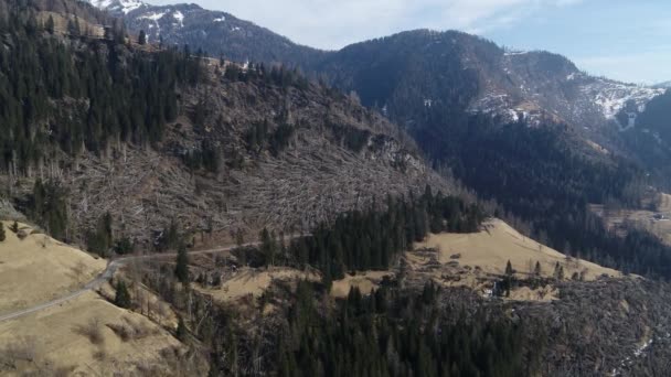 Alberi Distrutti Dalla Tempesta Volare Area Distrutta Alberi Spezzati — Video Stock