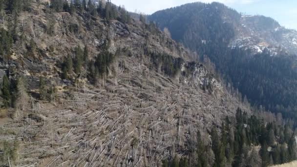 Открывая Огромные Опустошения Неба Разрушенные Леса После Сильных Ветров — стоковое видео