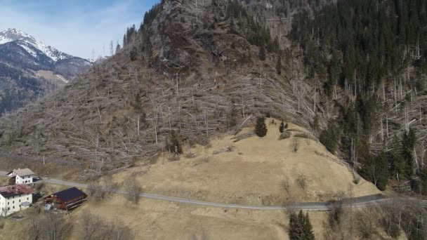 폭풍우가 몰아친 알프스의 나무들이 부러지면서 생태계에 재앙이 닥쳤습니다 파괴된 — 비디오