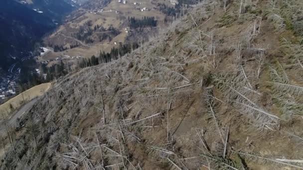 Oförutsedda Händelser Efter Kraftiga Stormar Förstörde Naturkatastrofen Skogen Koldioxidavskiljning — Stockvideo