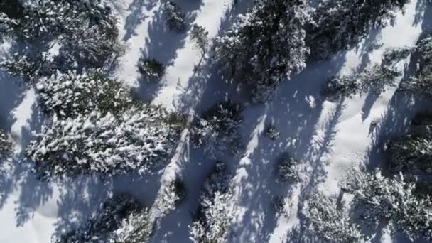 冬の常緑樹のトップダウンビュー 木々や雪の冬の空中 — ストック動画