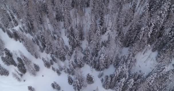 Kara Orman Karla Kaplı Üst Tarafı Vahşi Doğanın Kış Manzarası — Stok video