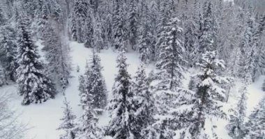 Kar fırtınasından sonra orman karla kaplandı. Güzel Orman Kış Manzarası. Soğuk bulutlu bir günde tarlalar ve ağaçlar. Doğa, Kirlilikten Uzak Doğa.