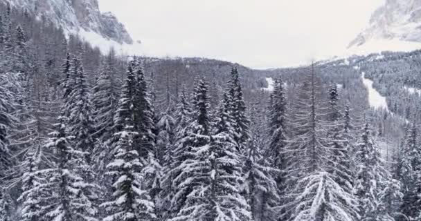 Sorvolando Gli Alberi Inverno Paesaggio Bellissimo Deserto Coperto Neve Nelle — Video Stock