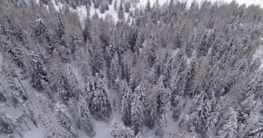 Donmuş manzara, karla kaplı ağaçlar ve ormanın havadan görünüşü. Kışın Alpler 'de soğuk hava. Avrupa 'da vahşi ve doğal doğa. Serbest Açık Hava Maceraları