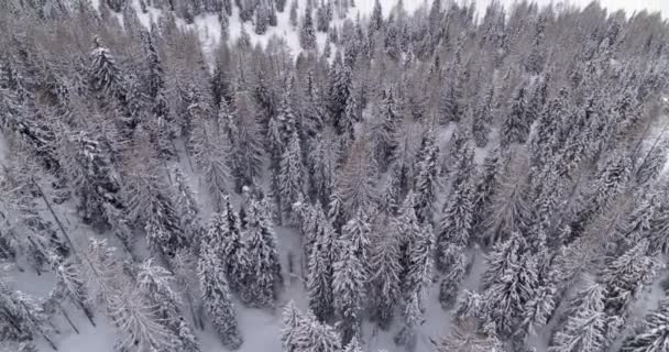 Paisaje Congelado Vista Aérea Árboles Cubiertos Nieve Bosque Temperaturas Frías — Vídeos de Stock