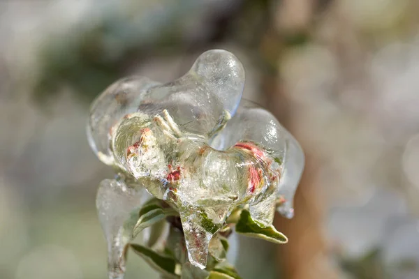 Frozen Apple Tree Blossom covered by Ice. Irrigation during freezing cold night.