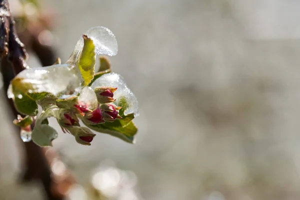 Frozen Apple Tree Blossom covered by Ice. Irrigation during freezing cold night.